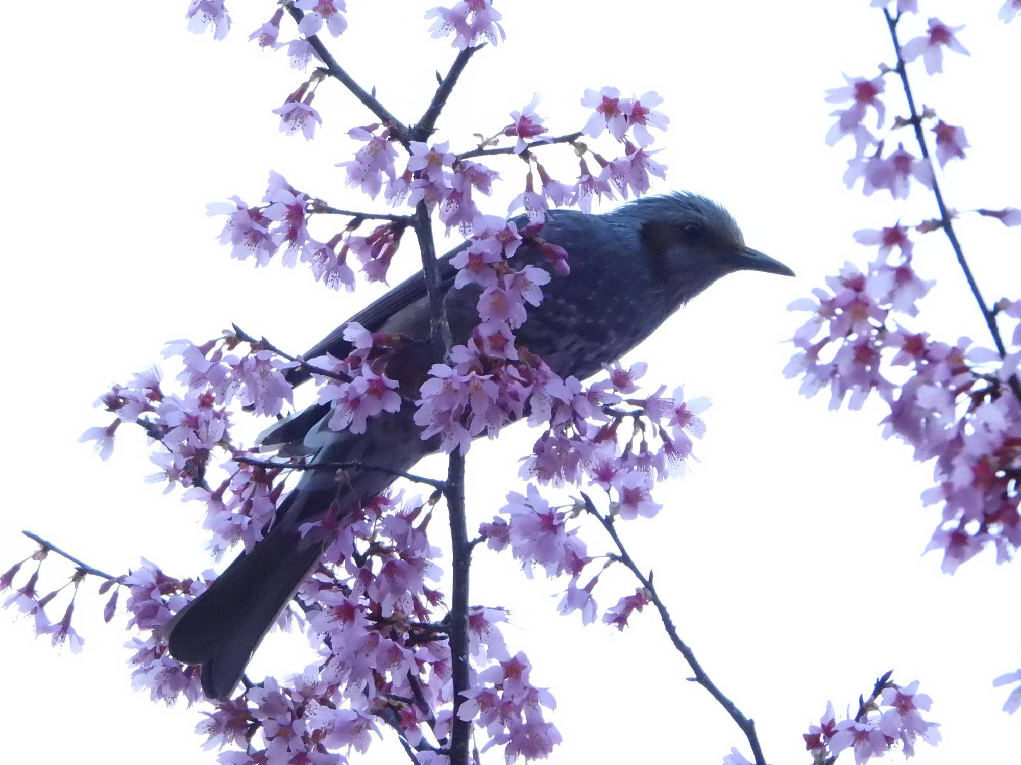野毛山動物園　桜開花情報2026　その①の写真