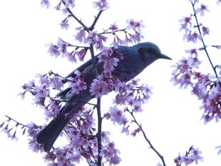 野毛山動物園　桜開花情報2026　その①