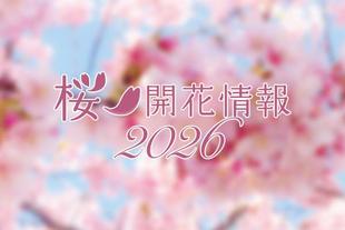 桜 開花情報2026