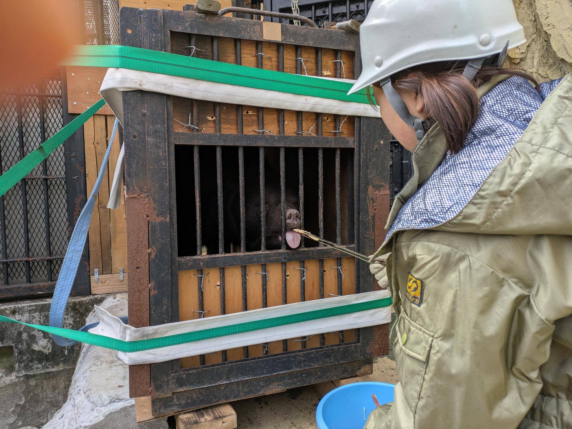 サンペイお引越し当日の様子～「輸送箱に入るまで」編の写真