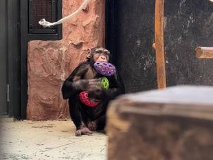 2025年度振り返り！①～チンパンジー一家とフィーダー（前編）