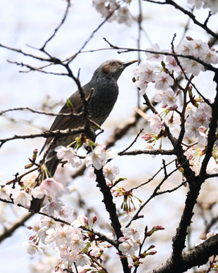 #野毛山動物園 桜開花情報2026 その⑤