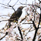 #野毛山動物園 桜開花情報2026 その⑤の画像