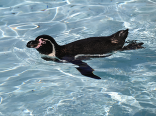 どうぶつガイド４月の予定　