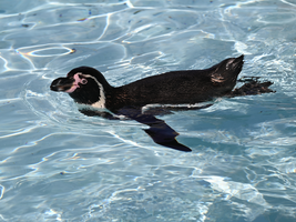 どうぶつガイド４月の予定　の画像