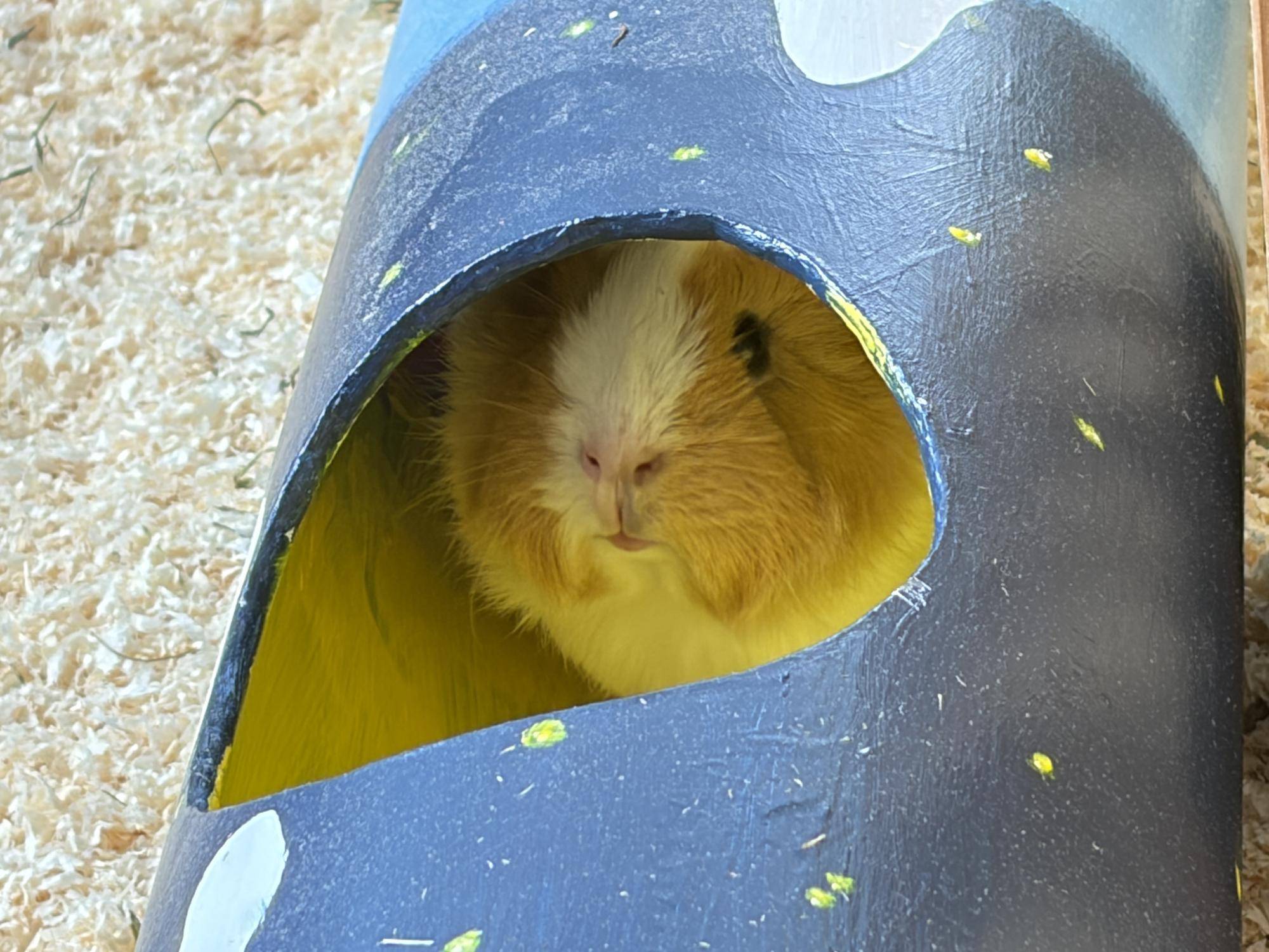 モルモットのお名前紹介シリーズ㉓＆モルモットたちに最近プレゼントしたものの写真