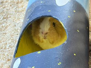 モルモットのお名前紹介シリーズ㉓＆モルモットたちに最近プレゼントしたもの