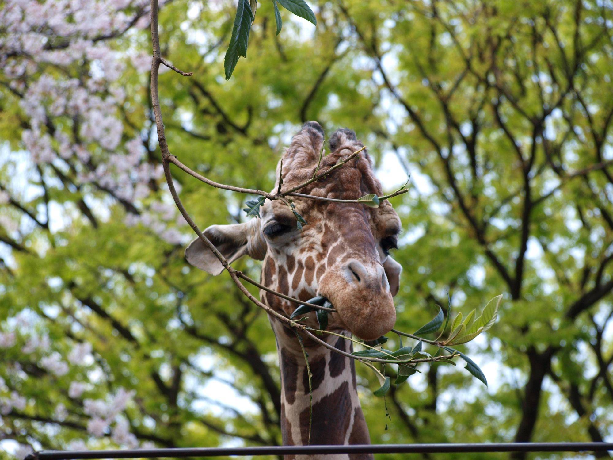 【あみあみ＆しましま便り】春の訪れの写真