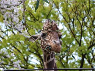 【あみあみ＆しましま便り】春の訪れ