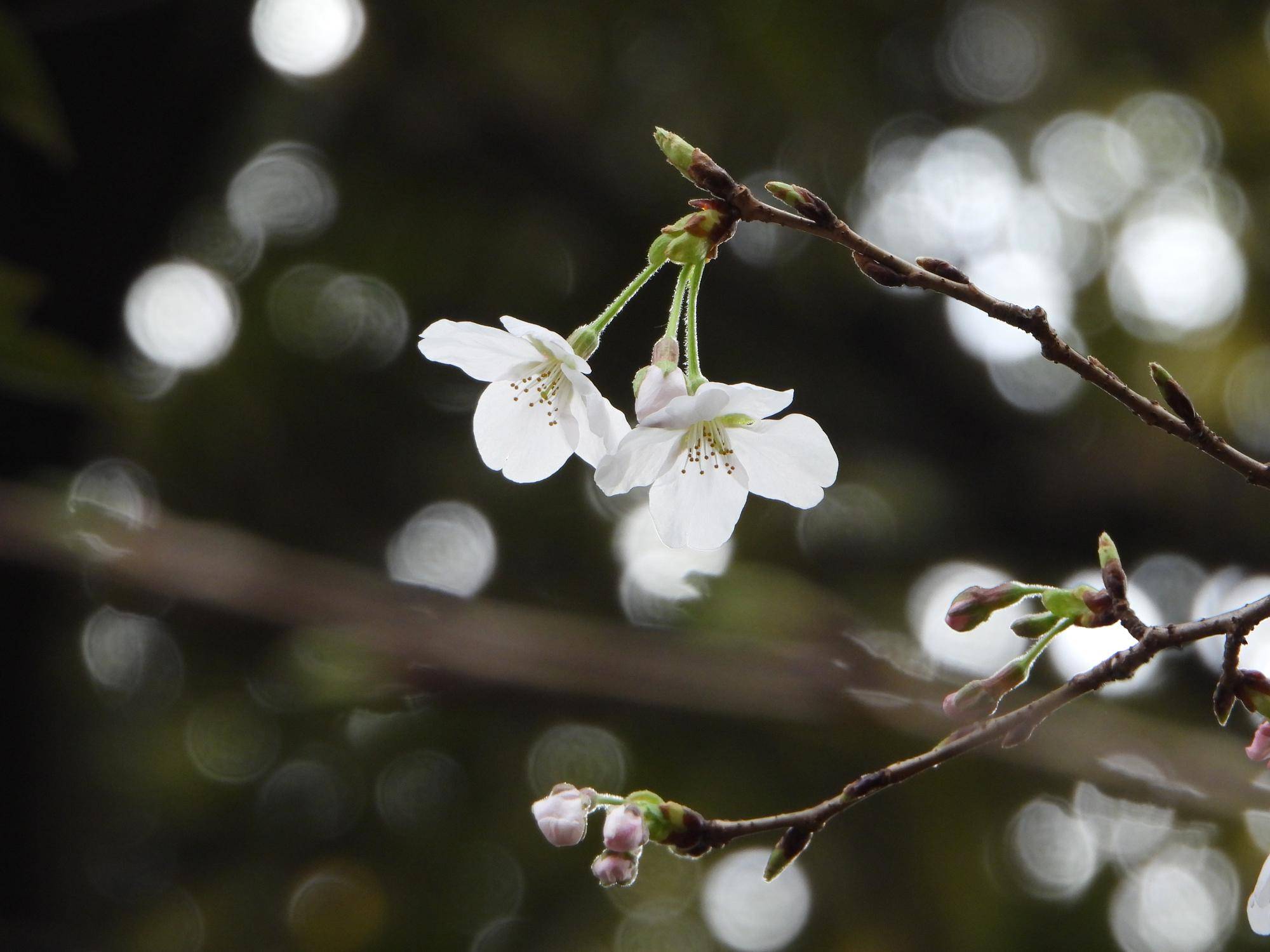 野毛山動物園　桜開花情報2026　その③の写真