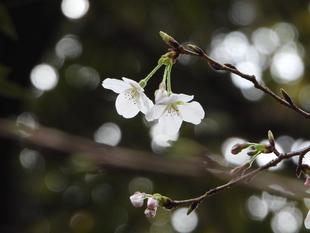 野毛山動物園　桜開花情報2026　その③