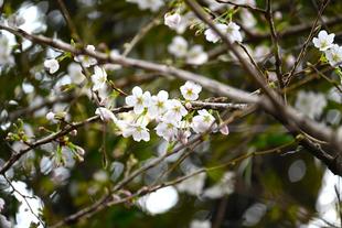 野毛山動物園　桜開花情報2026　その④