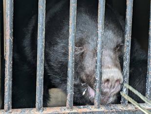 サンペイ輸送箱馴致手順書