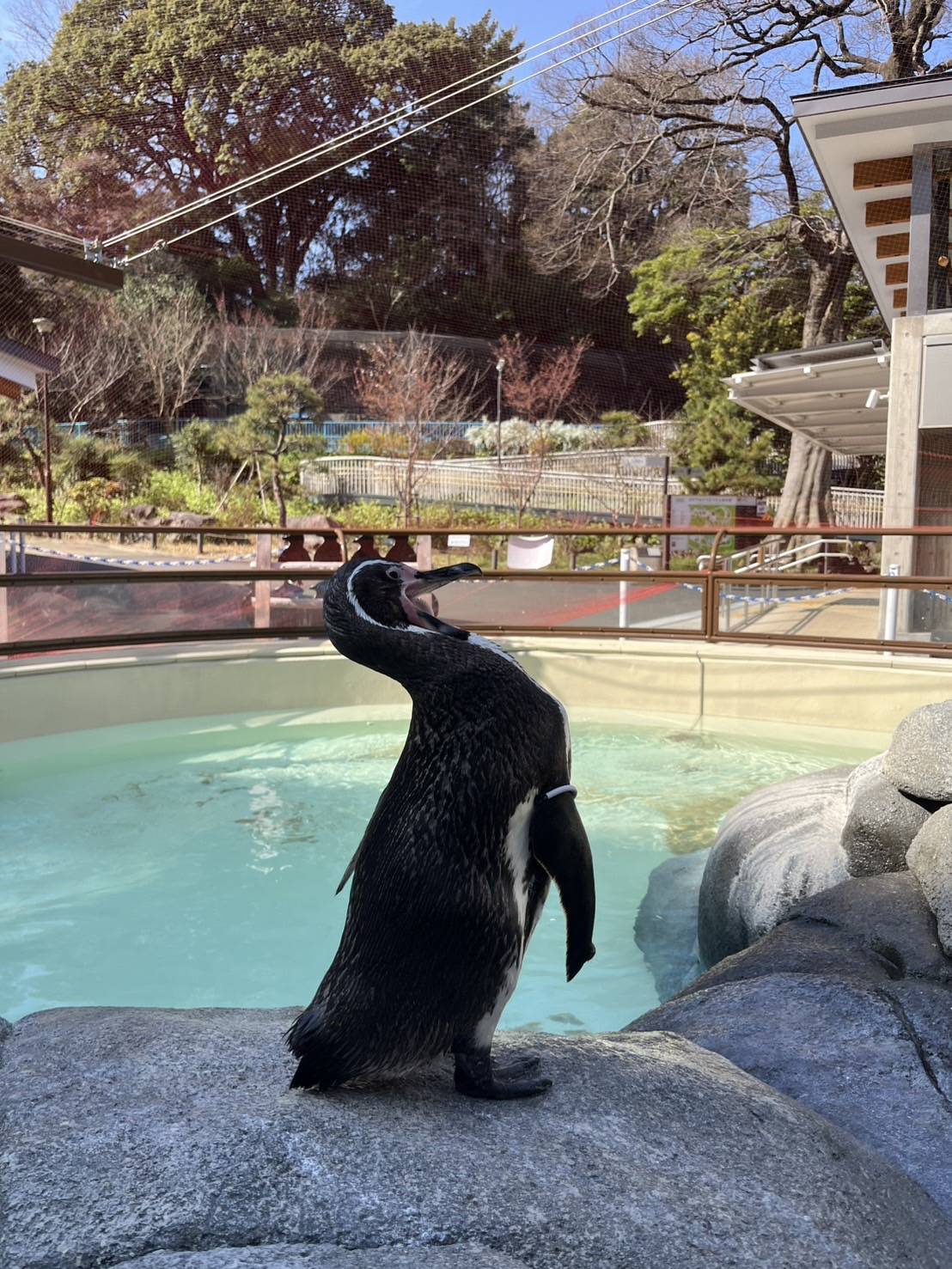 ペンギン達の春の写真
