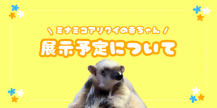  ミナミコアリクイの赤ちゃんの展示について