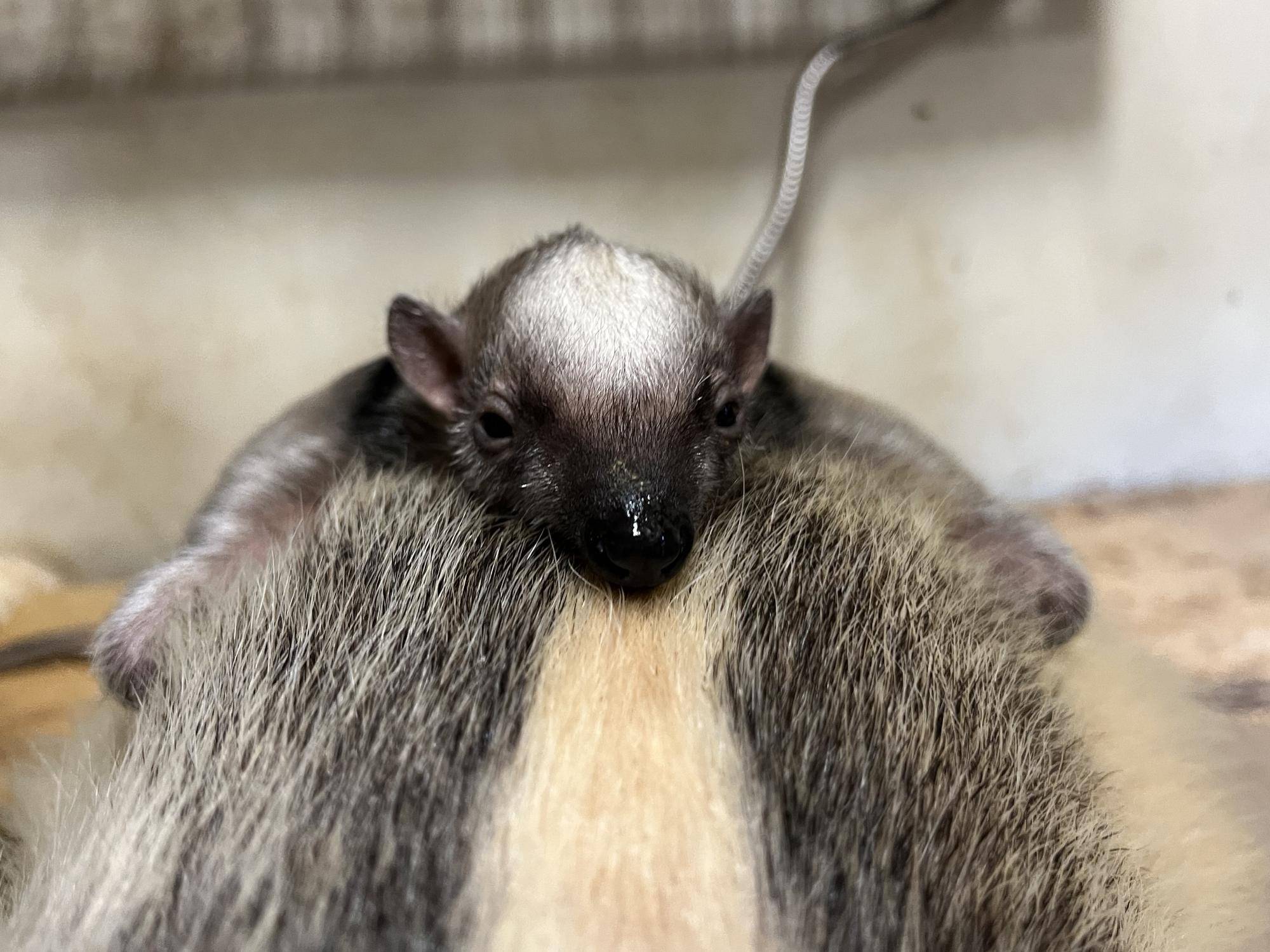 カメラが捉えた！夜のコアリクイ親子の写真