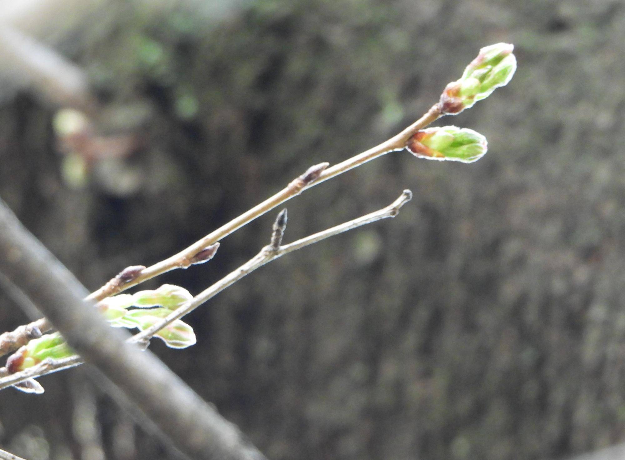 野毛山動物園　桜開花情報2026　その②の写真