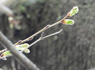 野毛山動物園　桜開花情報2026　その②