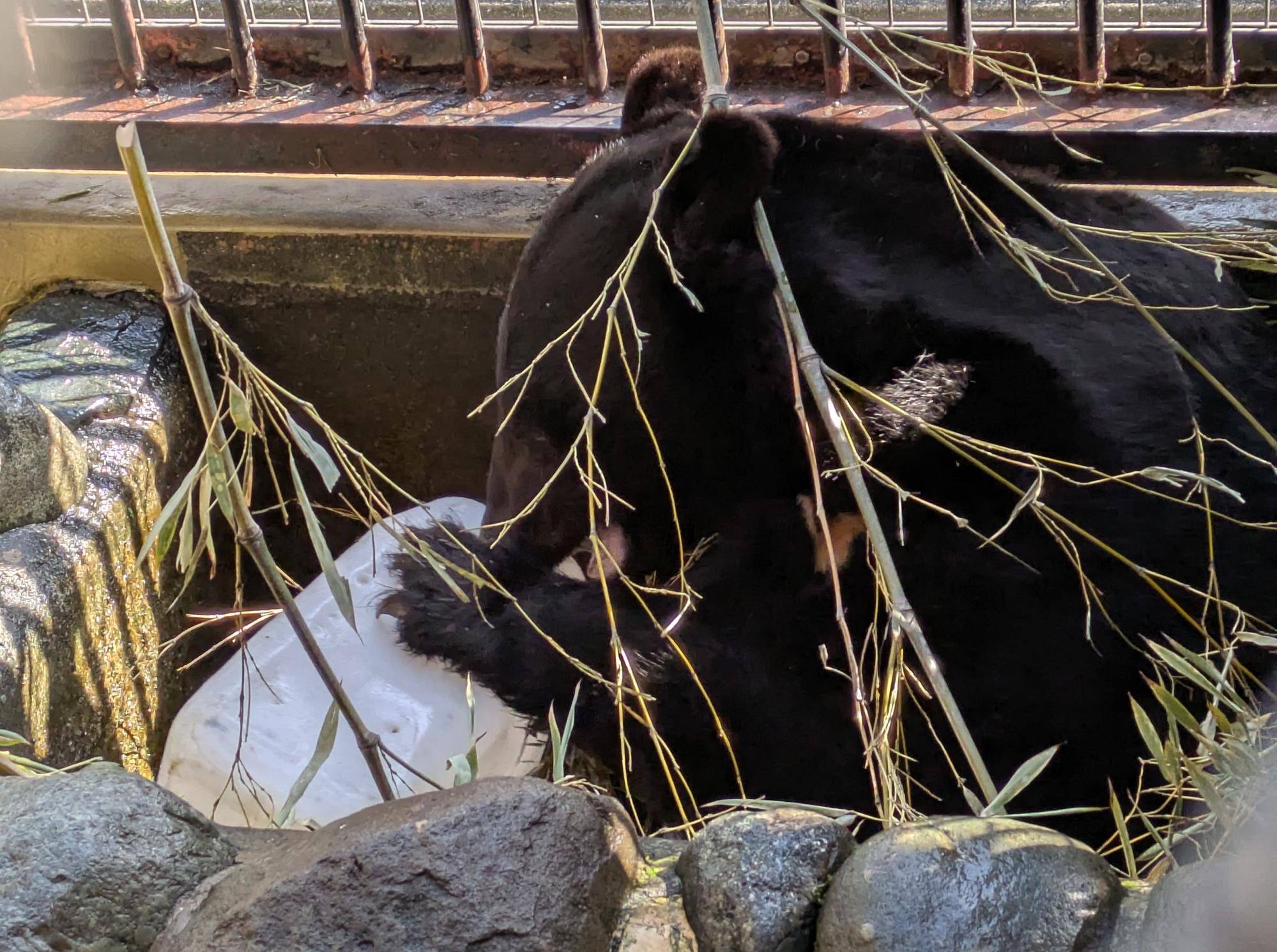 対照的な2頭の写真