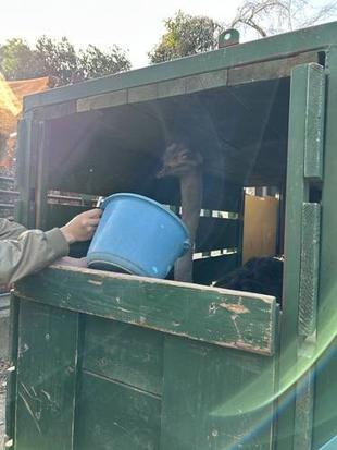 ダチョウ搬出作戦