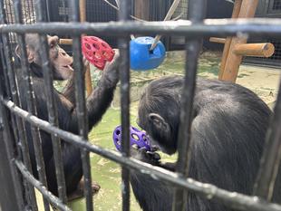 2025年度振り返り！②～チンパンジー一家とフィーダー（後編）