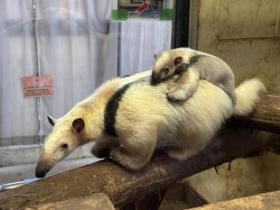 コアリクイ親子、練習中！