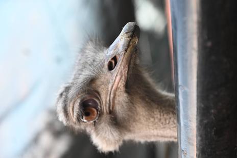 ありがとう、グミちゃん