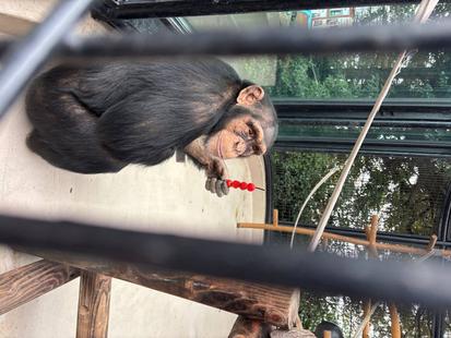 2025年度振り返り！⑥～チンパンジーたちへの彩プレゼント（後編）