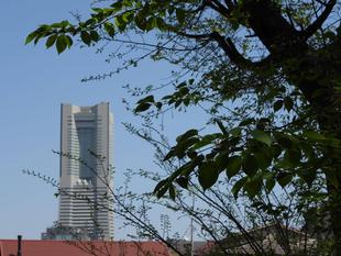 野毛山動物園　桜開花情報2026　その⑧