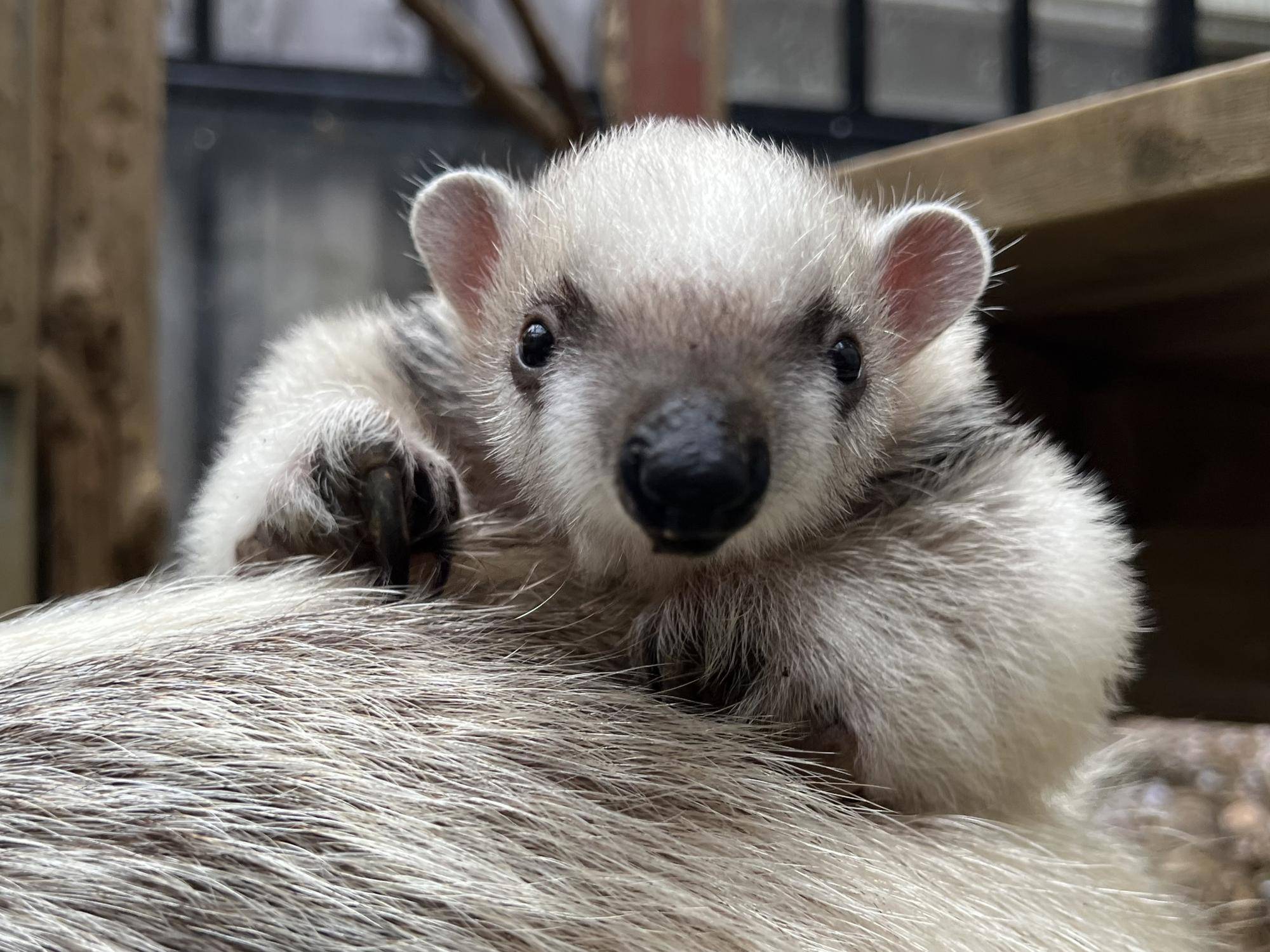 コアリクイ親子、外でも練習中！の写真