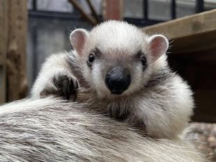 コアリクイ親子、外でも練習中！