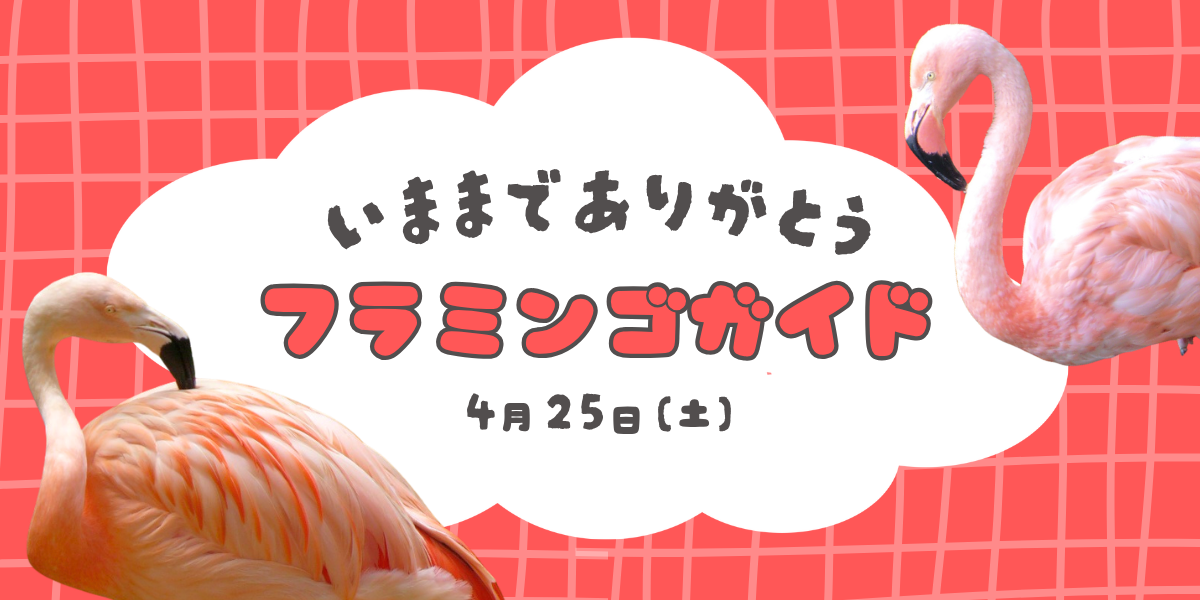 今までありがとう　フラミンゴガイドの写真