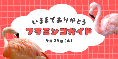 今までありがとう　フラミンゴガイドの画像