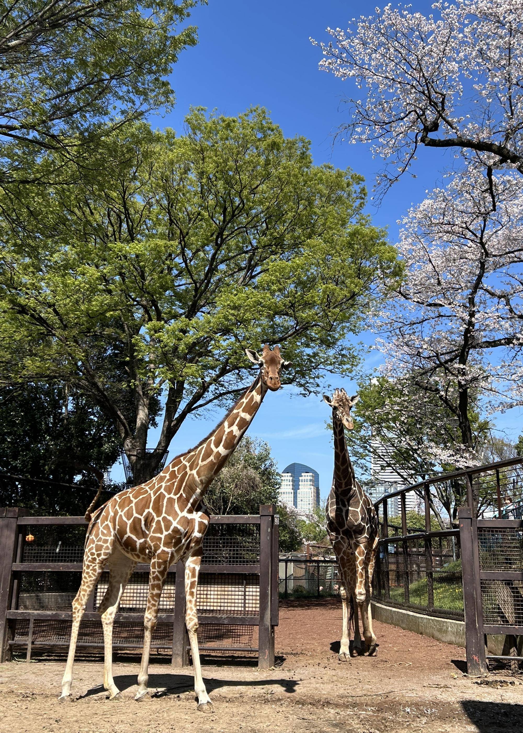 【あみあみ＆しましま便り】満開の桜と！の写真
