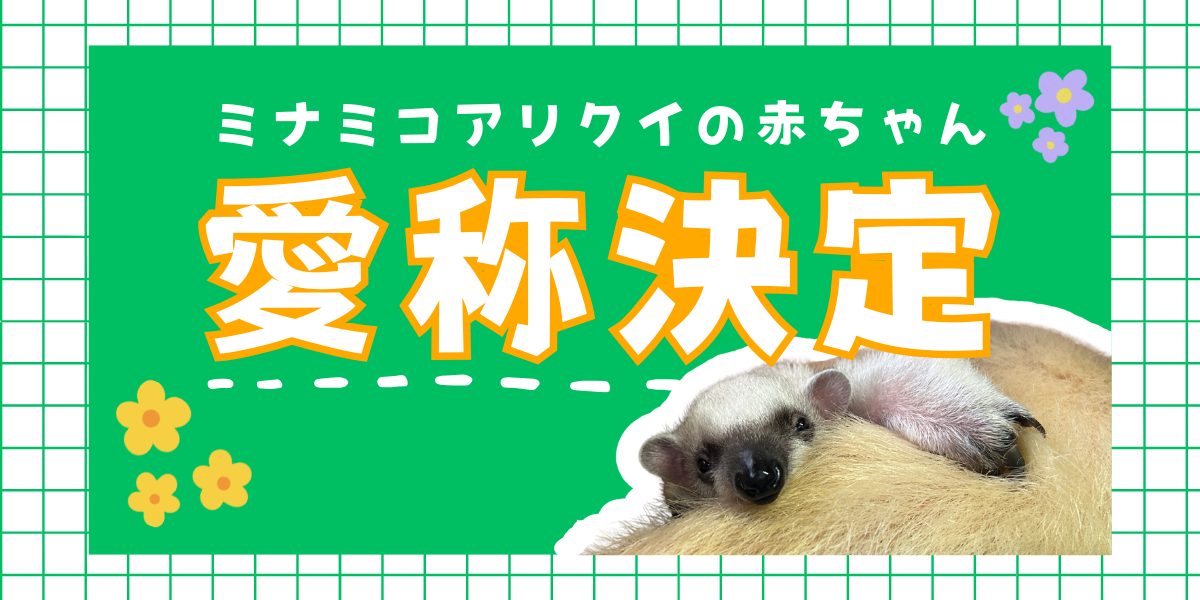  ミナミコアリクイの赤ちゃんの愛称決定！の写真
