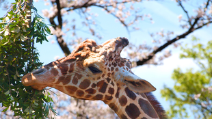 野毛山動物園　桜開花情報2026　その⑦