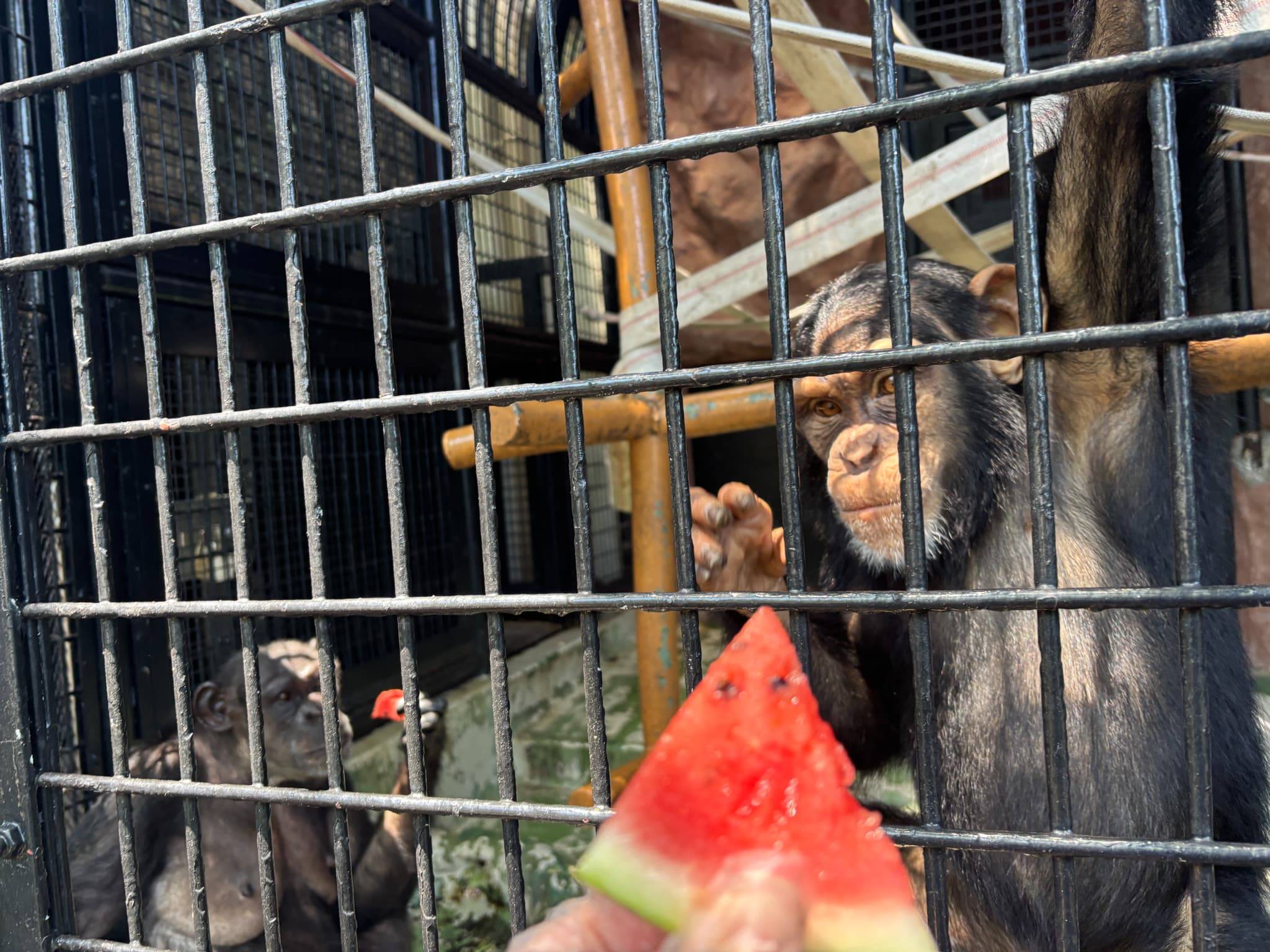 2025年度振り返り！⑤～チンパンジーたちへの彩プレゼント（前編）の写真