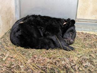 コマチの春の訪れはいつ？