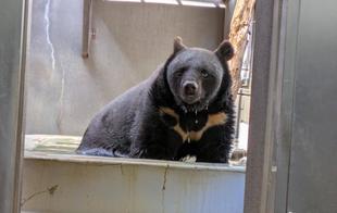 サンペイお引越し当日の様子～「ズーラシアにサンペイ参上」編