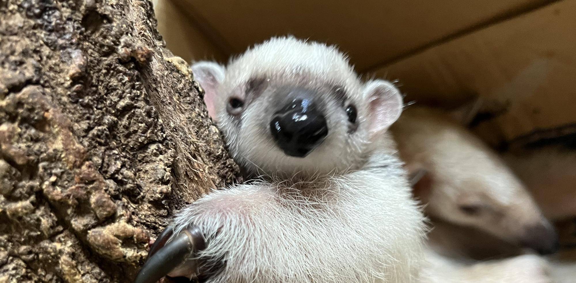 大福びより🌸一日目　名前が決まりましたの写真