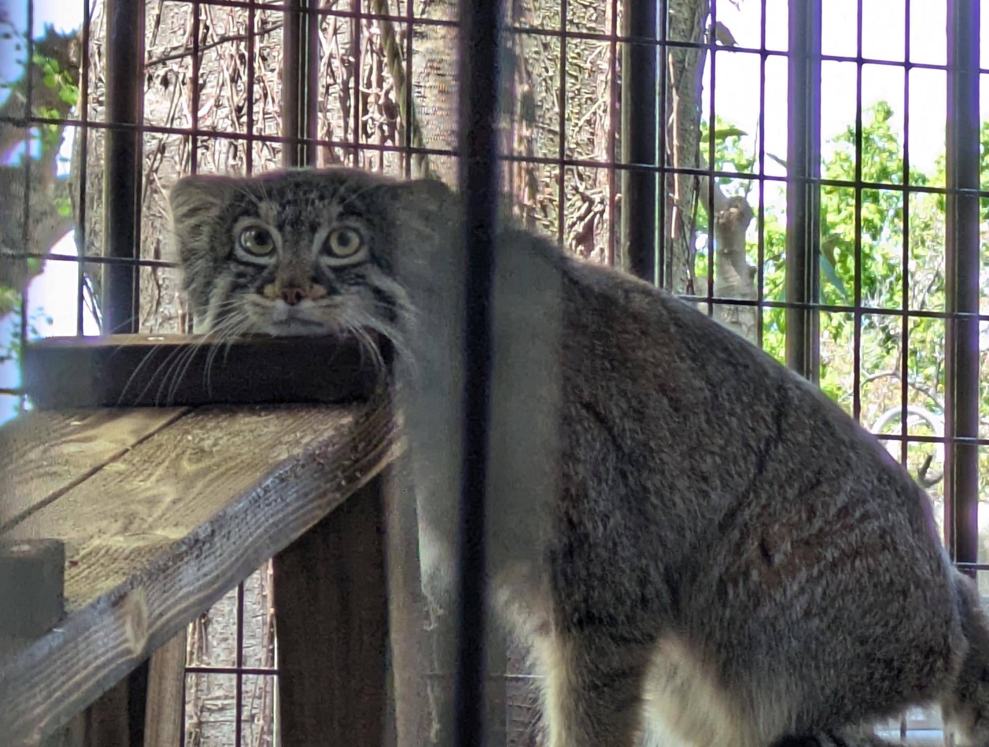 来園者のみなさまと共にがんばる馴致の写真