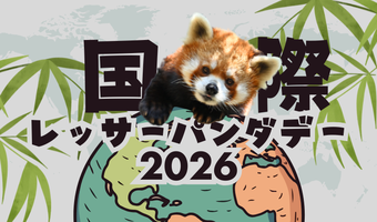 🍎国際レッサーパンダデー2026🍎の画像