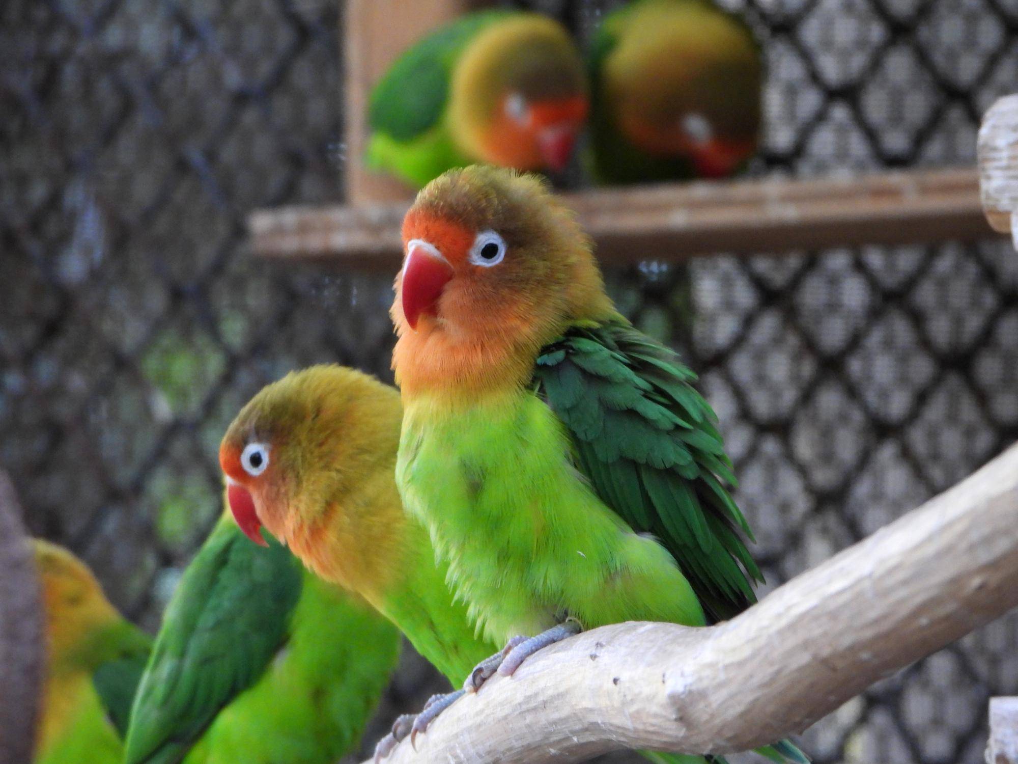 オウム・インコの日の写真