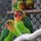 オウム・インコの日の画像
