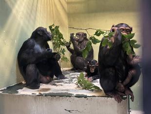 世界チンパンジーの日記念　連続ブログ～野毛山のチンパンジーと野生のチンパンジーと　編