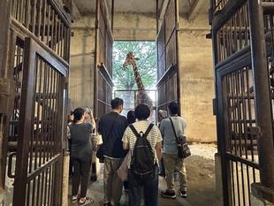 【あみあみ便り】SAVE THE GIRAFFE JOIN US !　これからも一緒に続けよう