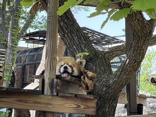 レッサーパンダデーの準備