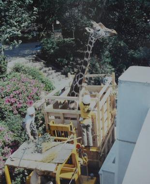 【野毛山物語⑦】動物園の発展期　その4