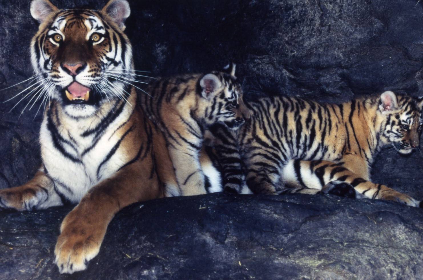【野毛山物語⑥】動物園の発展期　その3の写真