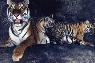 【野毛山物語⑥】動物園の発展期　その3